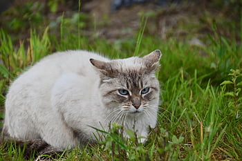 kočka, Příroda, evropská kočka, Toulavá kočka, kotě, Kočkovitý, knír, kočičí oči modré, domácí zvíře, nos kočky, ženský
