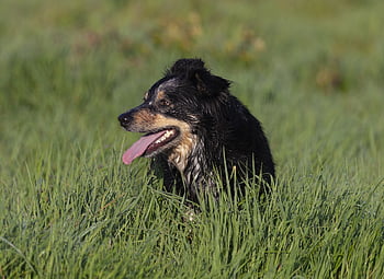 ボーダーコリー、 犬、 牧羊犬、 ペット、 境界、 動物、 黒、 ハッピー、 自然、 草、 歩く