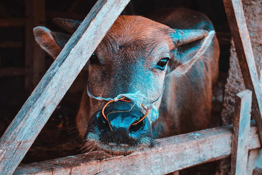 buffalo, livestock, stable, animal, mammal, head, farm, portrait