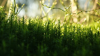 moss, green, nature, forest Floor, hiking, environment, vegetation, vegetable, light, trees, wilderness