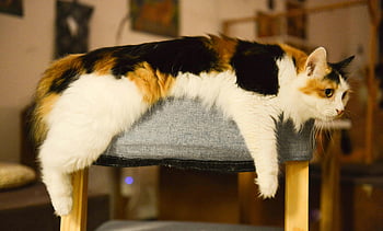 calico cat, gray cushion, resting cat, vibrant fur, indoor cat, cute cat, casual rest, chair cushion, multi-colored cat, pet photography, home decor
