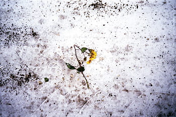 rosa calpestata, Olympus AF-1 Mini, fotografia cinematografica, strada urbana, bianco e nero, scena invernale, fotocamera compatta, macchina fotografica analogica, Pellicola da 35 mm, punta e spara, vita di città