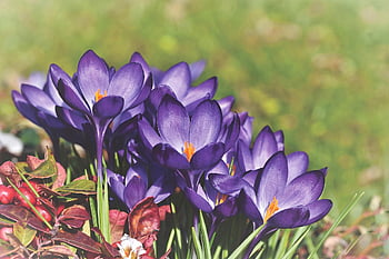 crocus, sword Lily Family, violet, nature, early Bloomer, bloom, blossom, blooming, spring, harbinger Of Spring, flower Wallpaper