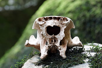 skull, wildlife, bone, fossil