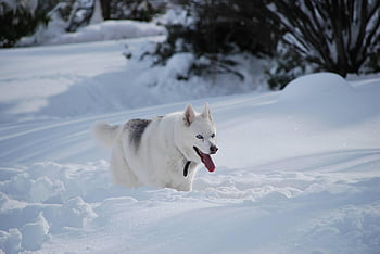 Husky siberiano, animal, perro, naturaleza, mascota, nieve, perro de trineo, invierno, al aire libre