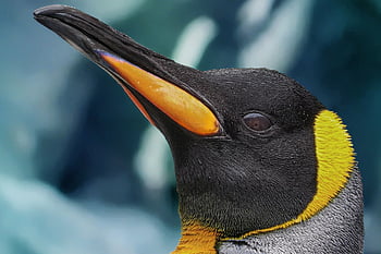 penguin, beak, feathers, plumage, king Penguin, south Pole, antarctic, zoo