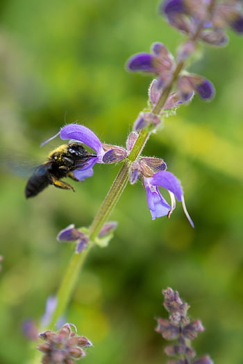 humle, lilla blomster, pollinering, natur, insekt, nærbilde, blomstre, planter, vill bi, xylocopa violacea, snekkerbi