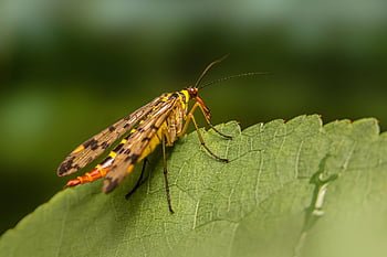 scorpionfly, serangga, ilmu serangga, jenis, makro, panorpa communis, terbang, bug, daun, alam, merapatkan