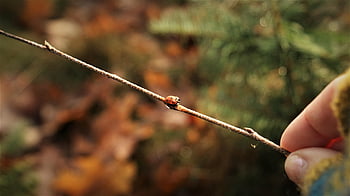 twig, hand, ladybug, nature, experience, winter, hibernation, spotted, bug, detail