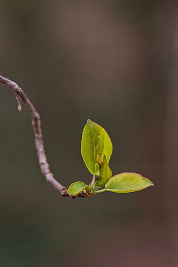 leaflets, leaves, plant, tree, shrub, fresh, young, spring, nature, closeup