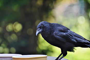 bird, crow, carrion Crow, beak, feathers, plumage, fauna, wildlife, ornithology, animal