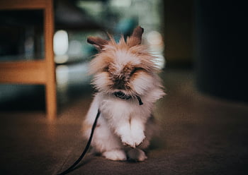 bunny on leash, fluffy rabbit, selective focus photography, indoor rabbit, warm tones, cute rabbit, pet rabbit, soft focus, rabbit collar, indoor pet, fluffy pet
