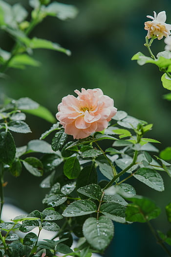 růžová růže, plný květ, kapky rosy, přirozené světlo, květinové fotografie, jemné lístky, zelené listy, zahradní květina, měkká růžová, přírodní krásy, ranní rosa