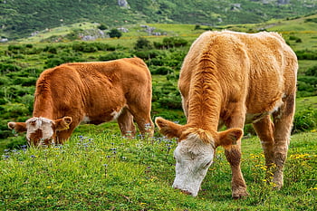 zvíře, pastvina, krávy, hospodářských zvířat, louka, hora, Příroda, druh, fauna