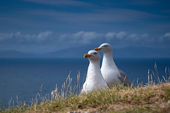 seagulls, birds, nature, ocean, sea, sky, clouds, gulls, wildlife