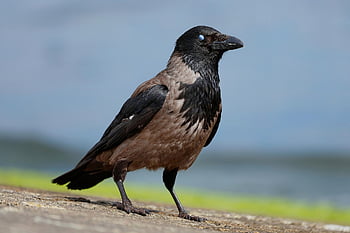 hooded Crow, bird, corvus Cornix, nictitating Membrane, ornithology, species, fauna, nature, avian, animal, beak