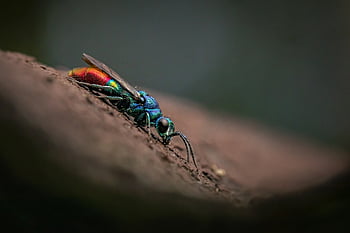 cuckoo-wasp, insect, chrysis Ignita, isolated, wasp, nature, detail, parasitic, zoology, colorful, bug