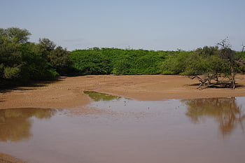 lake, waterbody, nature, sanctuary, waterhole, forest, greenery, gajner, india
