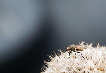 fruitfly, fly, flower, drosophila, insect, wings, entomology, nature, closeup, copyspace, eyes
