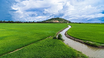 mezőgazdaság, öntözés, rizsföld, hántolatlan rizs, mező, chau doc, Vietnam, Ázsia, mezőgazdasági, rizs, hegy
