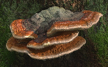 Spons Tinder, spons api, jamur pohon, jamur, sepon, fom fomentarius, Phellinus, parasit, saprobion, parasit lemah, jamur penghuni kayu