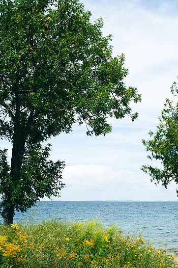 湖sideの風景、 緑豊かな緑、 野の花、 夏の景色、 木、 美しい景色、 湖、 自然、 屋外の、 自然の美、 静かな設定