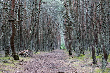 forest, trees, pine, trail, pathway, moss, mossy, baltika, reserve, crooked Trees, nature