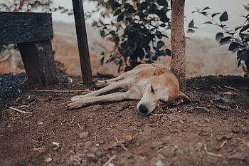 dog, wake Up, sleeping, canine, dog Sleeping, resting, animals, gravel, pet, animal, ground