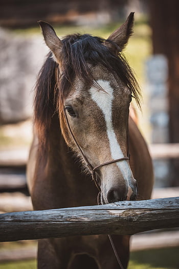 cavallo, animale, equini, capo, ritratto, equestre, mammifero, azienda agricola, animale da fattoria, cortile della fattoria, cavallo marrone