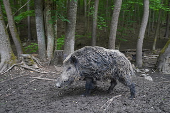 wild Boar, pig, sows, the Animal, nature, zoo, mammals, the Bristles, forest, wild, piglet