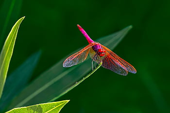 sudenkorento, hyönteinen, varsi, violetti vaaleanpunainen tikkaari, violetti merkitty tikka, trithemis annulata, violetti pudottaminen, eläin, kasvi, luonto, kauneus luonnossa