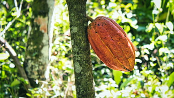 fruit de cacao, cabosse de cacao mûre, tronc d'arbre, forêt tropicale, cadre ensoleillé, photo en gros plan, plante de cacao, gousse de cacao, plante tropicale, cacaoyer, récolte de cacao