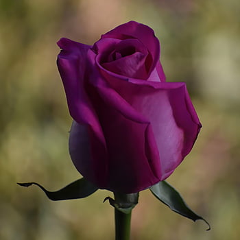 rosa, fiore, petali, fioritura, fiorire, Fuchsia Rose, pianta, flora, carta da parati floreale, natura, sfondo di fiori