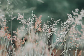 Vita och rosa växter, närbild foto, lugn äng, delikat gräs, mjukt fokus, drömmande fokus, Bakgrunder med naturtema, naturen, utomhusfotografi, blommig fotografi, fridfullt landskap