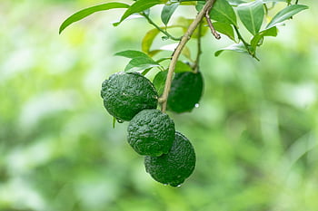 citrony, citrus, ovoce, Limetka, zdravý, nezralý, zelená, vitamíny, šťavnatý, organický, jídlo