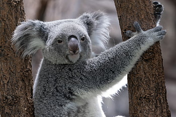 koala, Medvídek koala, vačnatec, rozkošný, roztomilý, kožešinový, srst, načechraný