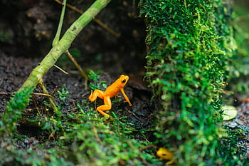 orange frog, close-up photo, green grass, vibrant colors, lush greenery, nature photography, frog jumping, wildlife image, natural habitat, amphibian, forest floor