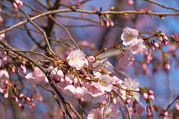japanese Cherry Blossom, flowers, tree, branches, blossom, cherry Blossoms, bloom, pink Flowers, sakura, flora, sakura Tree