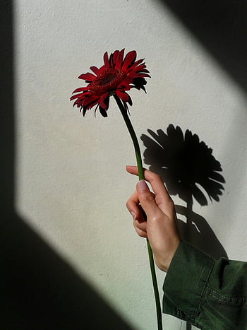 Floare Gerbera Roșie, vibrant roșu, gerbera daisy, perete texturate, umbră dramatică, persoană care deține flori, floare rosie, umbra de perete, lumina naturala, fotografie florală, o singură floare