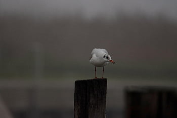 bird, nature, animal, feathers, plumage, avian, seagull, wildlife, wild, beak, birdwatching