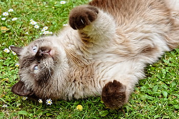 brittisk shorthair, katt, tamdjur, puss, sällskapsdjur, brittisk, natur, kort hår, tamkatt, brittisk korthårskatt, fullblod