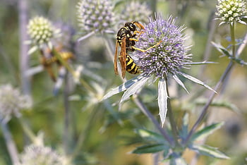 insect, cleric, common Clechette, pest, prickly, invertebrates, winged, wings, flying, arthropods, animals