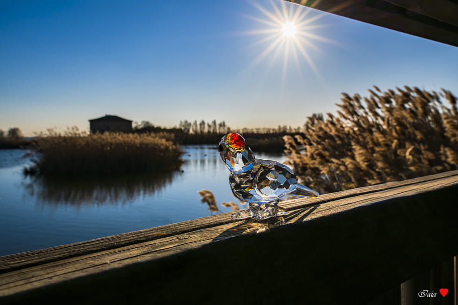 Crystal Bird, dřevěné zábradlí, voda, rákosí, slunce, vzácných druhů, venkovní, Příroda, odraz, umění, sochařství