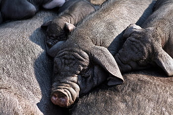 prasata, selata, domácí zvířata, hospodářský dvůr, savců, zvířat, Příroda