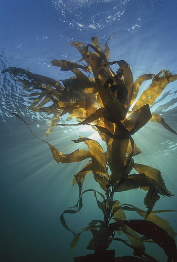kelp, Mořská řasa, vodní rostliny, řasy, světlo, světelných paprsků, pod vodou, rostlina, voda, moře, oceán