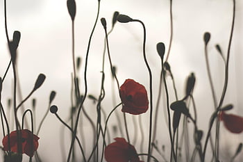 poppy, Wallpaper, flower Wallpaper, beautiful Wallpaper, backlight, Wallpaper 1920x1080, windows Wallpaper, cool Backgrounds, wild Poppy, free Background, nature Background
