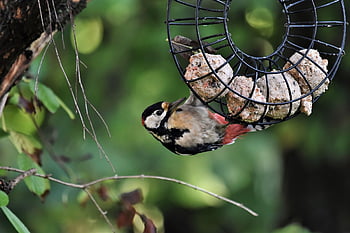 woodpecker, fat Balls, bird, great Spotted Woodpecker, forest Bird, tree, garden, nature, animal, forest, the World Of Animals