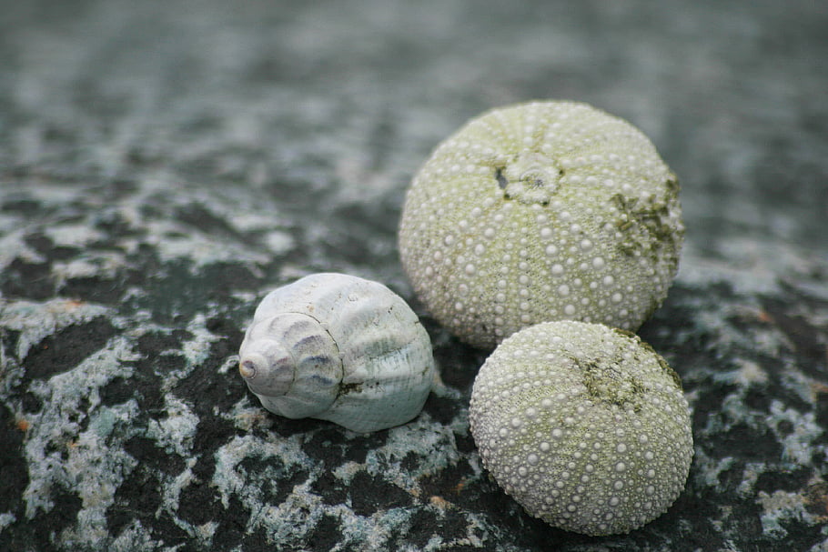 mušle, Příroda, moře, shell, skupina, Skála, přírodní, uličník, zblízka, pláž, textura