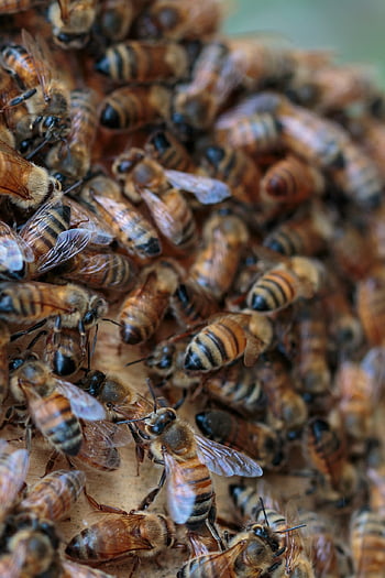 abejas, Colmena, miel, panal, enjambre, peines, apicultura, insecto, la abeja, cera de abejas, colmenar