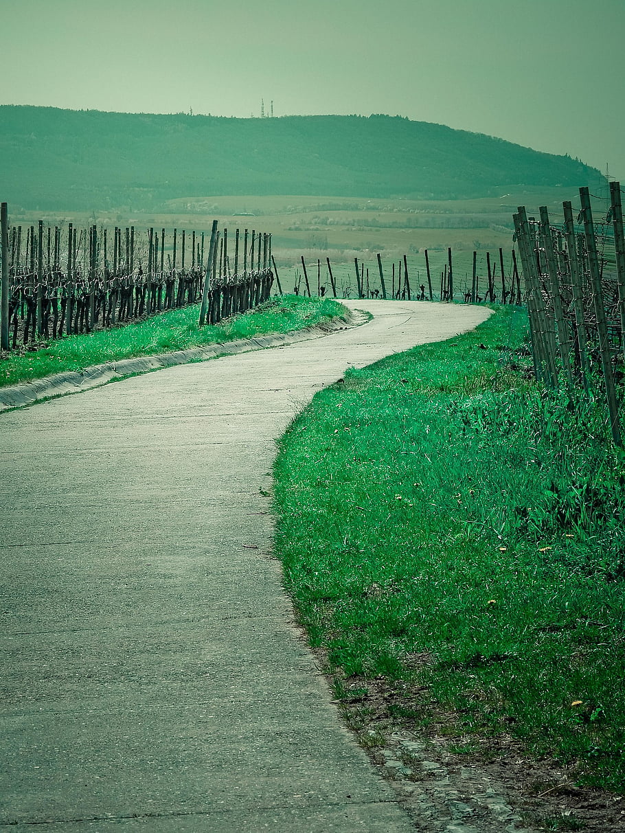 trail, vineyards, road, winding Road, bavaria, lower Franconia, germany, vines, away, winegrowing, landscape